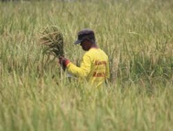 Luas Panen Menyusut, Produksi Beras Diprediksi Turun Jadi 30 Juta Ton